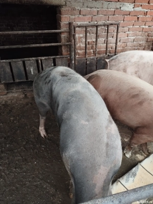 Porc de vânzare 