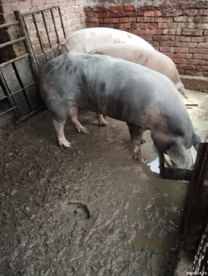 Porc de vânzare  - imagine 3