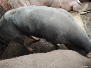 Porc de vânzare  - imagine 2