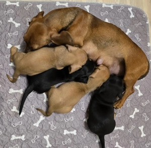 Pui șoricar (Teckel pitic, Dachshund) - imagine 3