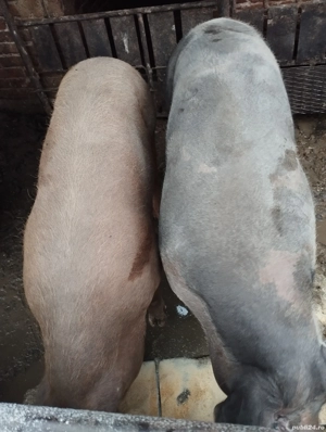 Porc de vânzare  - imagine 4