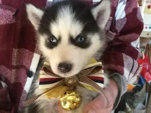 Pui husky , cu ochii albastri - imagine 2