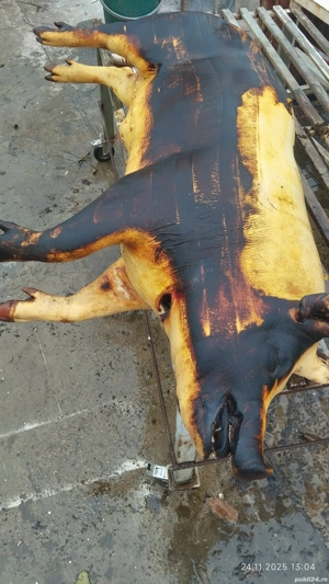 Vând carcasă porc  - imagine 5