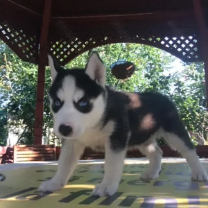 Pui husky , cu ochii albastri - imagine 3