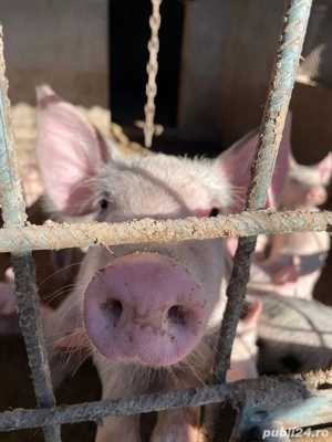 Purcei(soldani) de 6 luni
