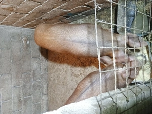 Metis DUROC de vânzare. Greutate intre 60-70kg. Preț 950 negociabil.  - imagine 4