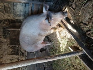 Vînd porc de carne rasă Duroc - imagine 2