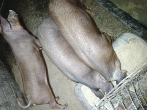 Metis DUROC de vânzare. Greutate intre 60-70kg. Preț 950 negociabil.  - imagine 3