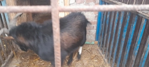 Vând țap crescut la casă , nu la stână - imagine 3