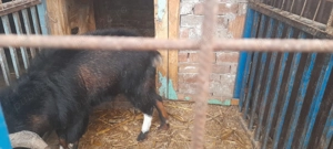 Țap alpin de vânzare