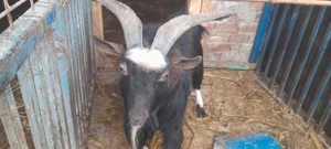 Vând țap crescut la casă , nu la stână - imagine 2