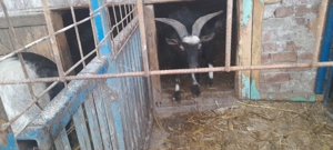 Vând țap crescut la casă , nu la stână - imagine 4