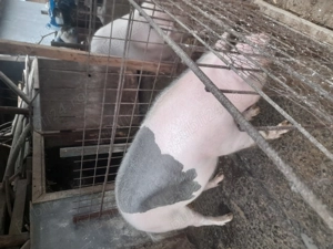 Porc de vanzare  - imagine 5