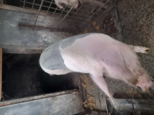 Porc de vanzare  - imagine 2