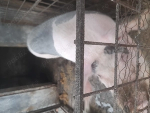 Porc de vanzare  - imagine 3