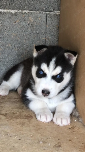 Pui husky , cu ochii albastri - imagine 5