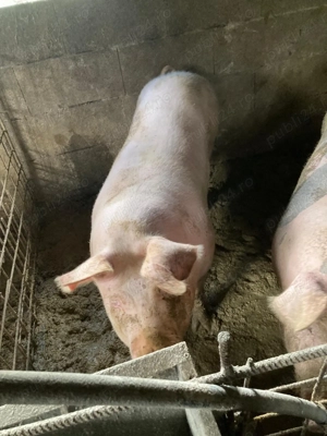 Porci pentru Crăciun 130-160kg - imagine 3