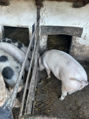 Vând porci de carne. - imagine 2