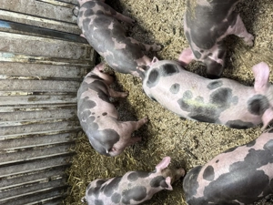 Purcei pietrain belgian de vanzare