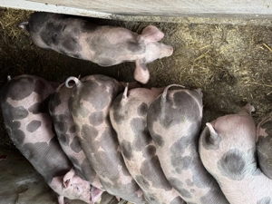 Purcei pietrain belgian de vanzare - imagine 2