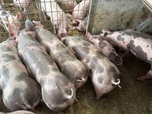 Purcei pietrain belgian de vanzare - imagine 4