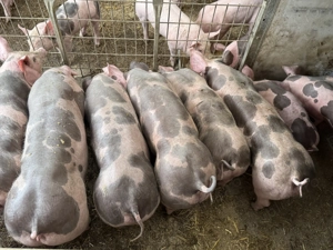 Purcei pietrain belgian de vanzare - imagine 3