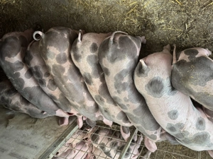 Purcei pietrain belgian de vanzare - imagine 5