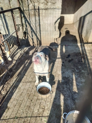 Femela amstaff - imagine 2