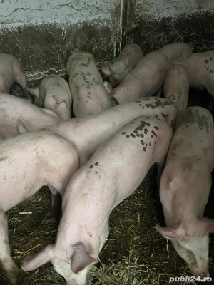 Purcei de vanzare - imagine 2