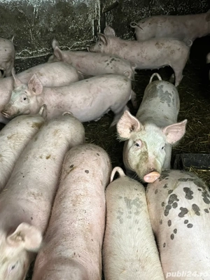 Purcei de vanzare - imagine 4