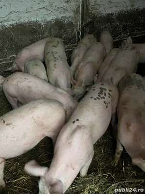 Purcei de vanzare
