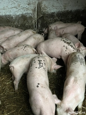 Purcei de vanzare - imagine 3