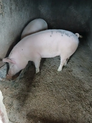 Porc de vânzare 