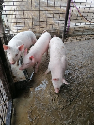 Purcele marele alb cu pietrean de vânzare - imagine 2