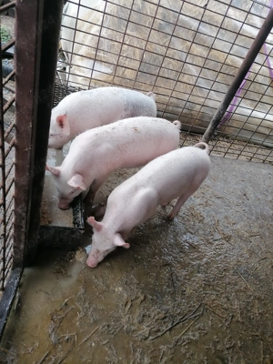 Purcele marele alb cu pietrean de vânzare - imagine 3