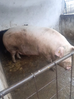 Vând porci Gaesti - imagine 4