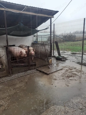 Vând porci Gaesti