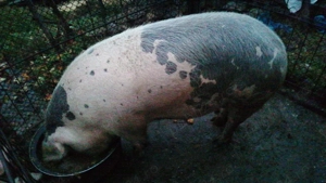 Porci de vânzare la Cornereva - imagine 3