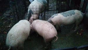 Porci de vânzare la Cornereva - imagine 5