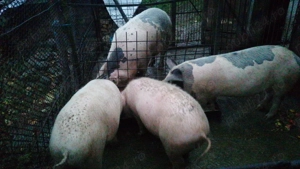 Porci de vânzare la Cornereva - imagine 2