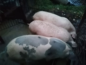 Porci de vânzare la Cornereva - imagine 4