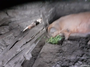 vind porc  - imagine 4