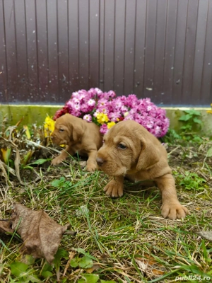 Cățelușe de vișlă maghiara  - imagine 2