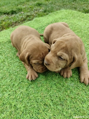 Cățelușe de vișlă maghiara  - imagine 3