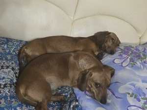 Pui șoricar (Teckel pitic, Dachshund) - imagine 4