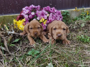 Cățelușe de vișlă maghiara 