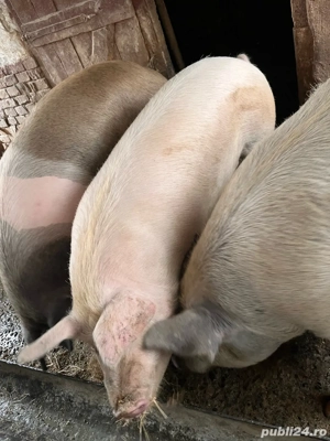 Vand porc  - imagine 2