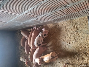 vand purcei  - imagine 4