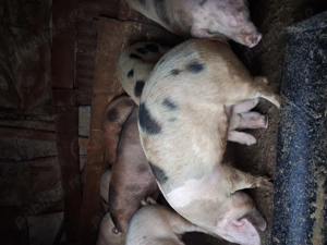 Porci de vanzare - imagine 3