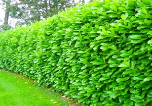 Prunus Laurocerasus Novita, Rotundifolia, Caucasica  - rasad 0,38 EUR